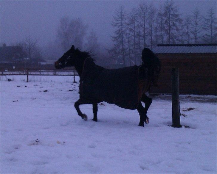 Anden særlig race Augusta - Skal vise sig lidt :D Foto: mig :) billede 13