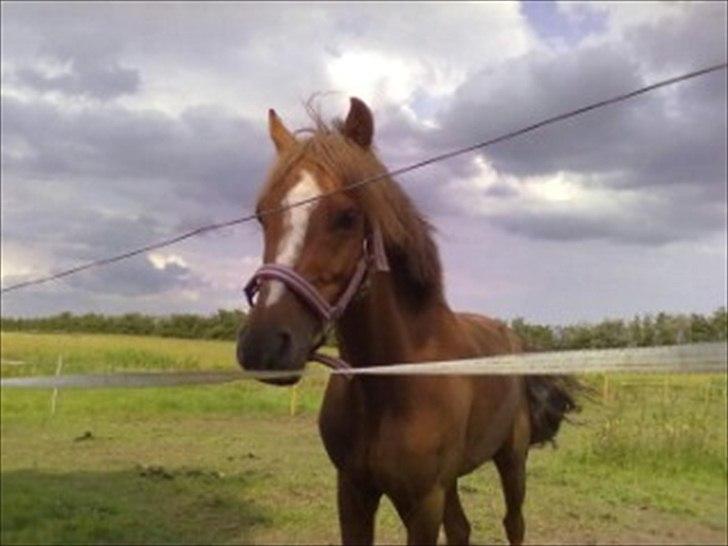 Welsh Pony af Cob-type (sec C) bakkegaardens bailey billede 3