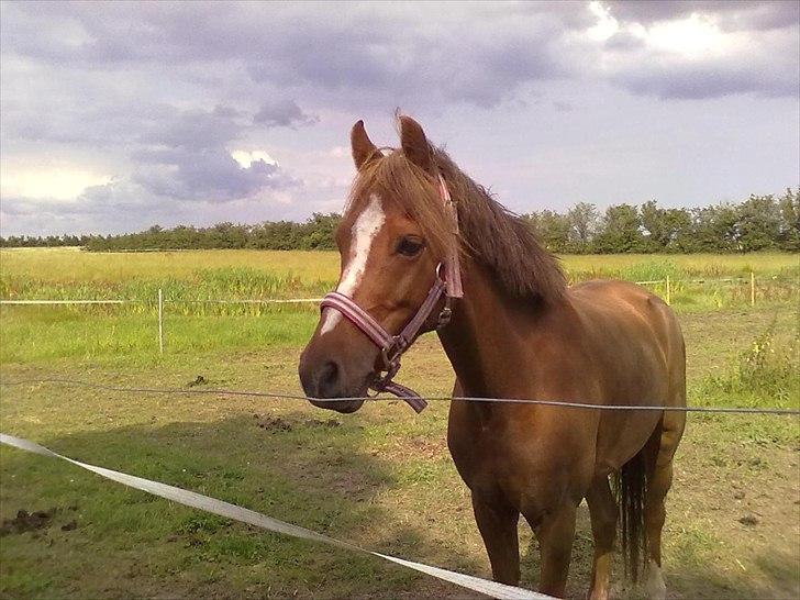 Welsh Pony af Cob-type (sec C) bakkegaardens bailey billede 5