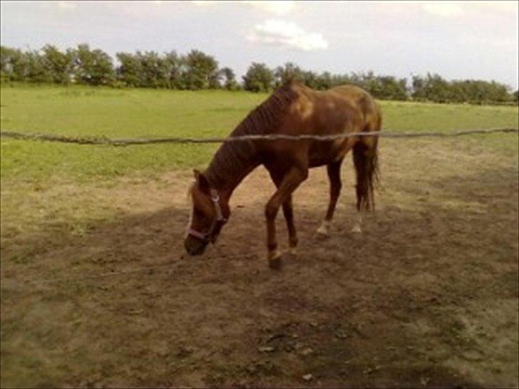Welsh Pony af Cob-type (sec C) bakkegaardens bailey billede 6
