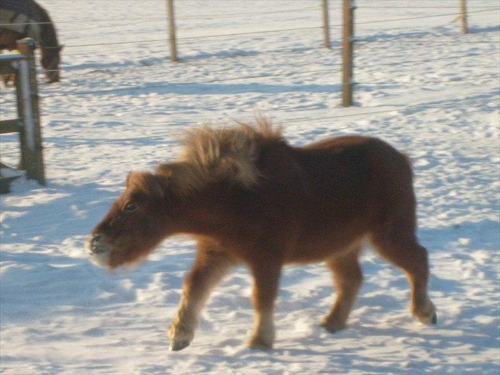 Shetlænder Bamse billede 12