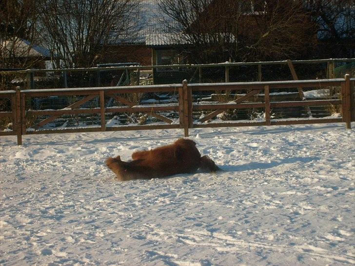 Shetlænder Bamse billede 13