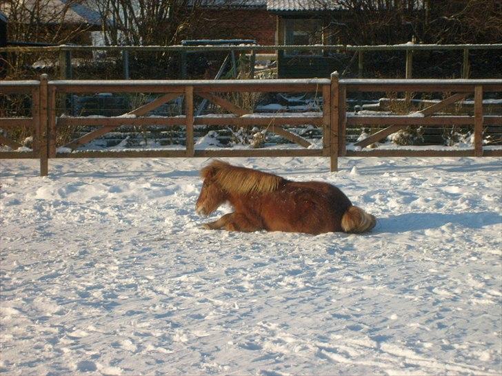 Shetlænder Bamse billede 14
