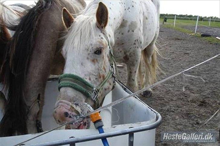 Anden særlig race julius <3 billede 3