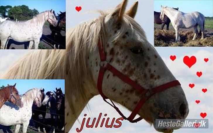 Anden særlig race julius <3 billede 5