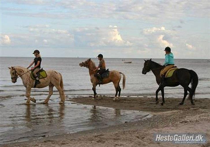 Anden særlig race julius <3 billede 6