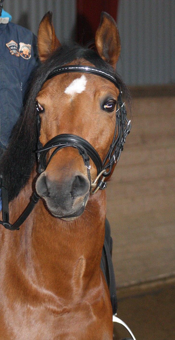 Anden særlig race Poldehøjs Rasmine<3 R.I.P - Du er så smuk ! :-* billede 2