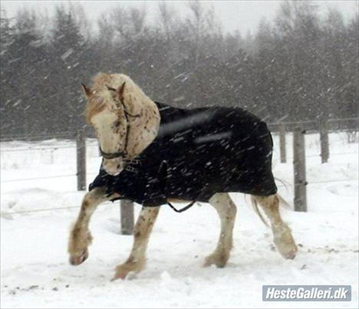 Anden særlig race julius <3 billede 9