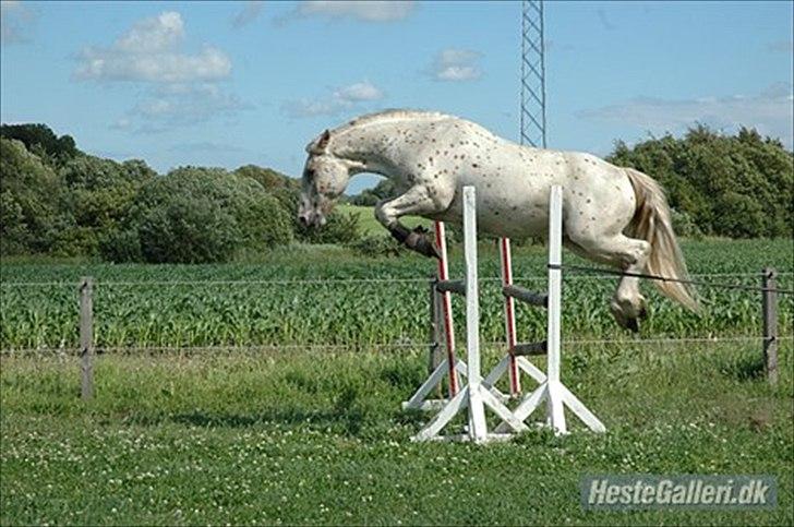 Anden særlig race julius <3 billede 12