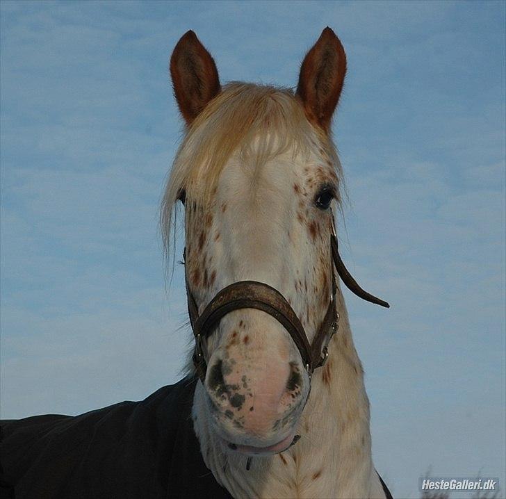 Anden særlig race julius <3 billede 13