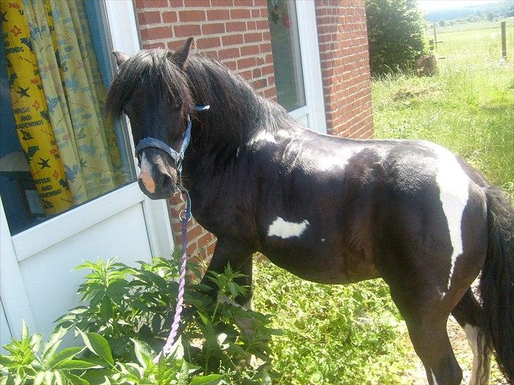 Anden særlig race Lukas billede 17