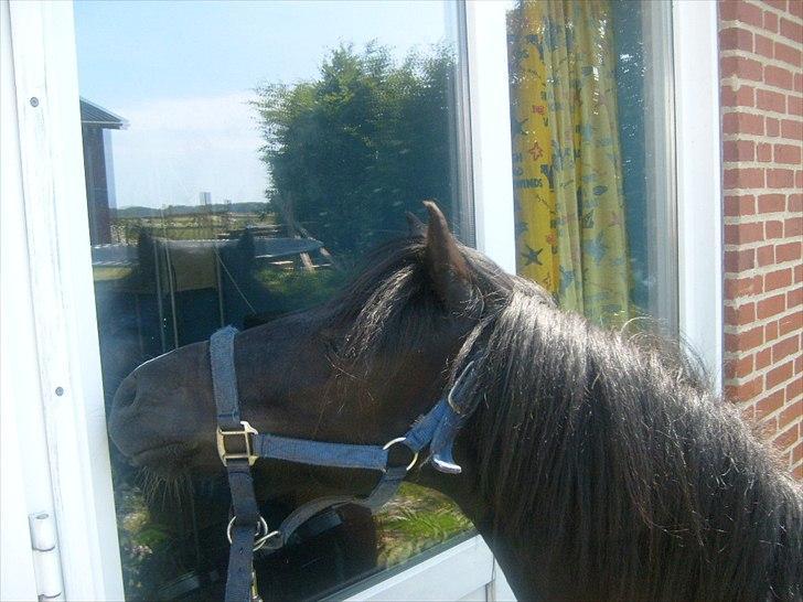 Anden særlig race Lukas - Han vrinskede efter "den anden hest" på den anden side af vinduet xD billede 18