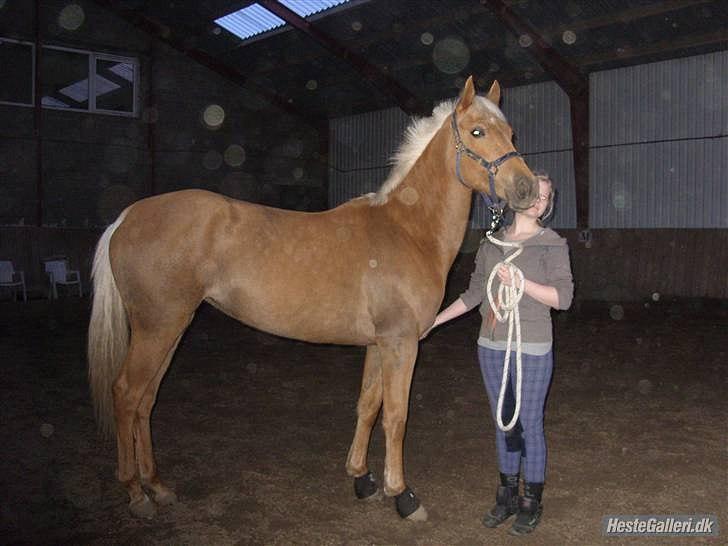 Palomino Tania Bambini - fra forrige ejer billede 10