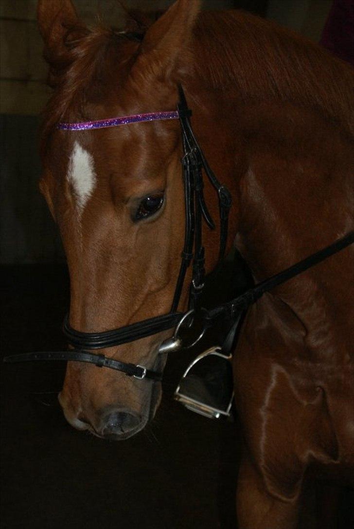 Holstener baronessen billede 5