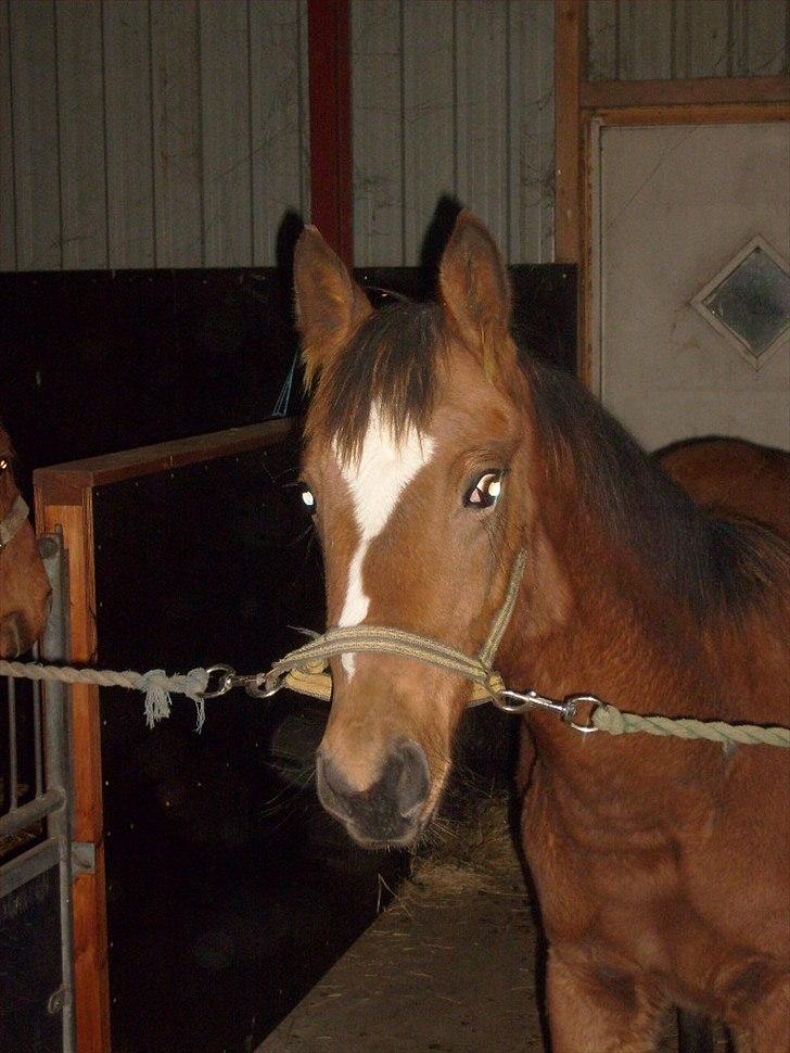 Anden særlig race Temptation - Velkommen til Temptation´s profil<3 billede 1