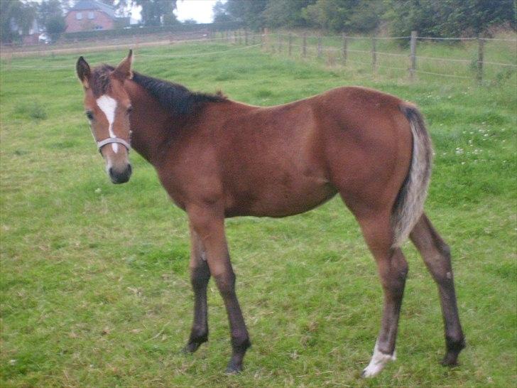 Anden særlig race Temptation - "Hvad glor du på?" billede 2