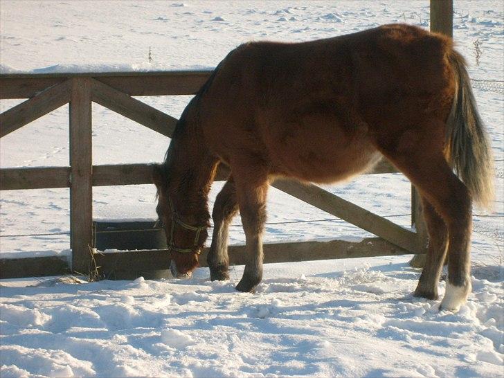 Anden særlig race Temptation billede 3