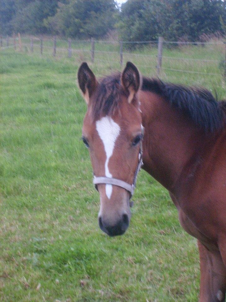 Anden særlig race Temptation billede 4