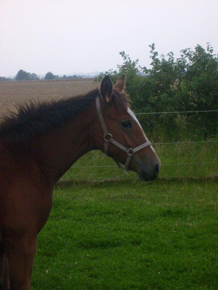 Anden særlig race Temptation billede 5