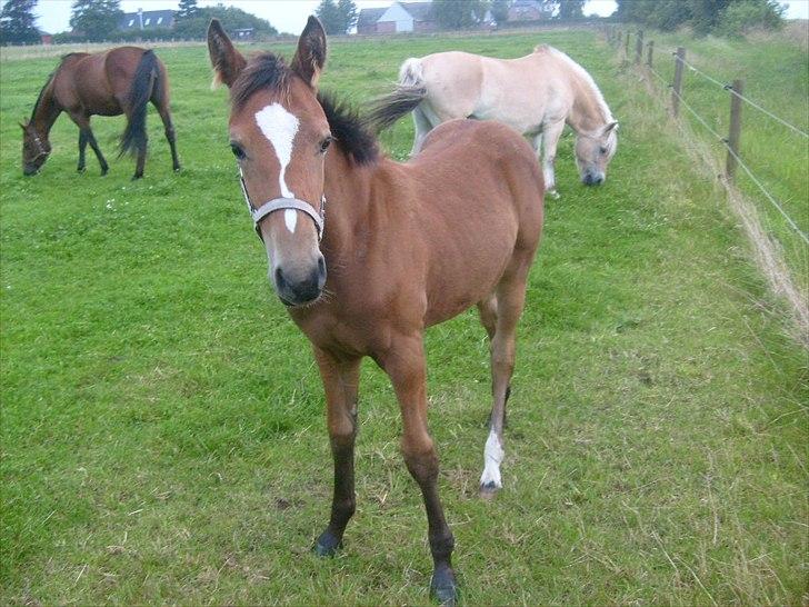 Anden særlig race Temptation billede 6