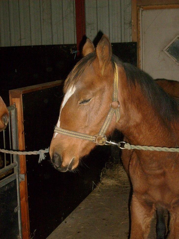 Anden særlig race Temptation - Hun er så nuttet på det her billede<3 billede 7