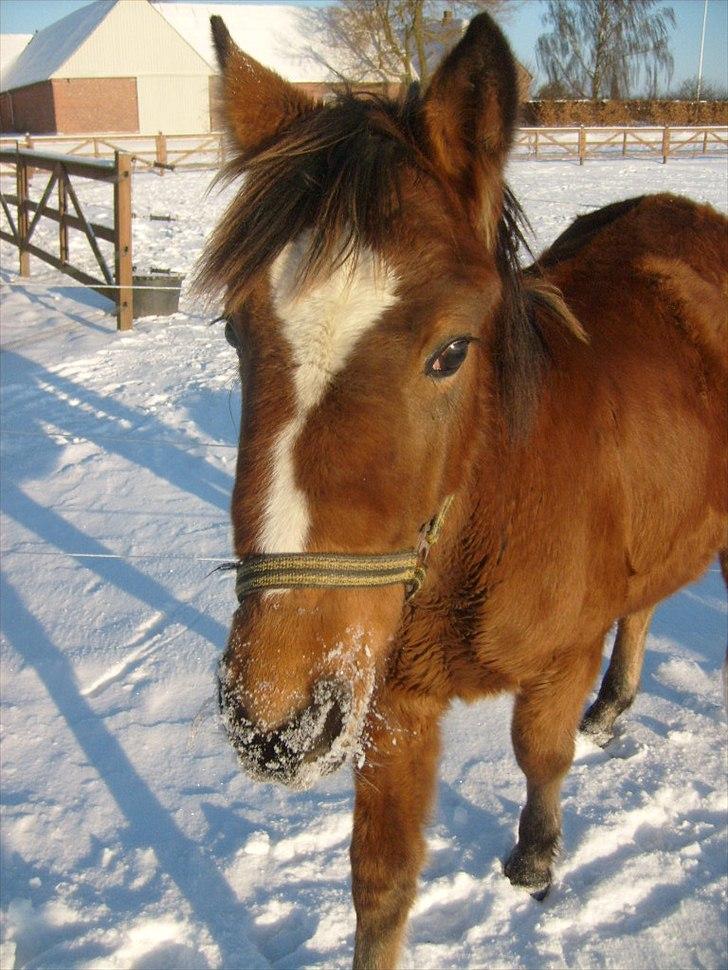 Anden særlig race Temptation billede 8