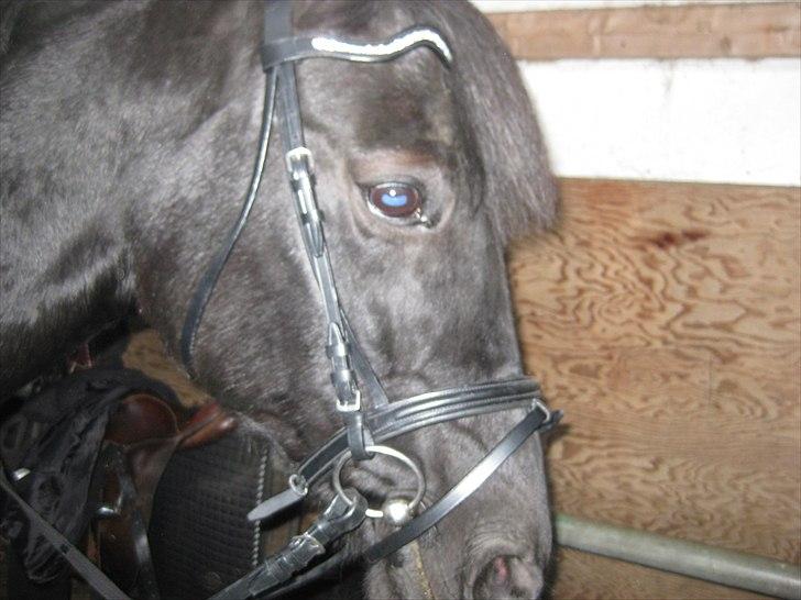 Traver BG Hannah (Tidl. part) - ny trense! <3 billede 3