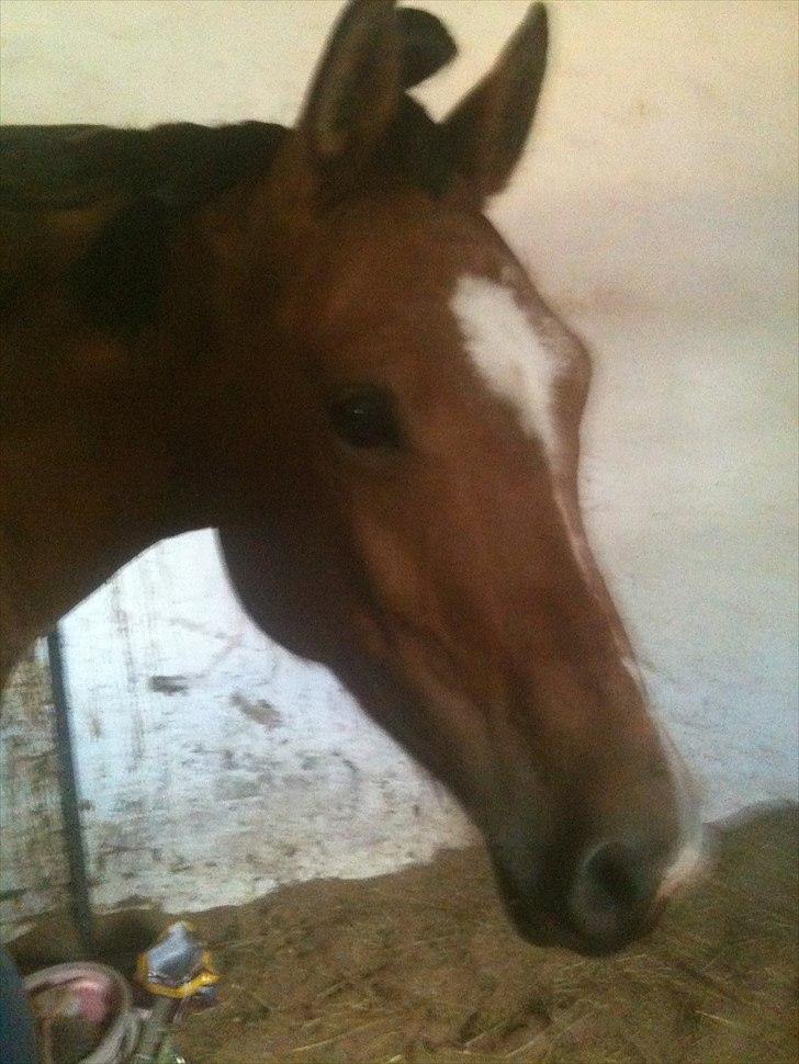 Anden særlig race Misse *PART* billede 1