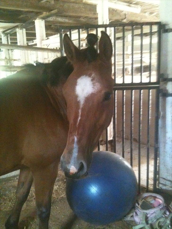 Anden særlig race Misse *PART* billede 2