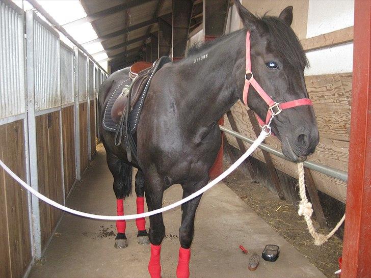 Traver BG Hannah (Tidl. part) - røde gamacher :p billede 6