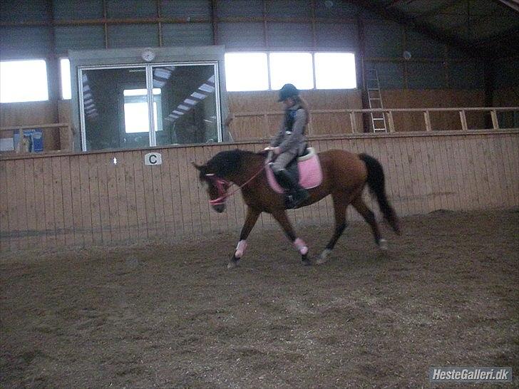 Anden særlig race Misse *PART* billede 3