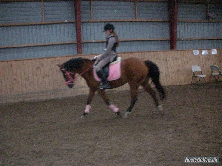 Anden særlig race Misse *PART* billede 4