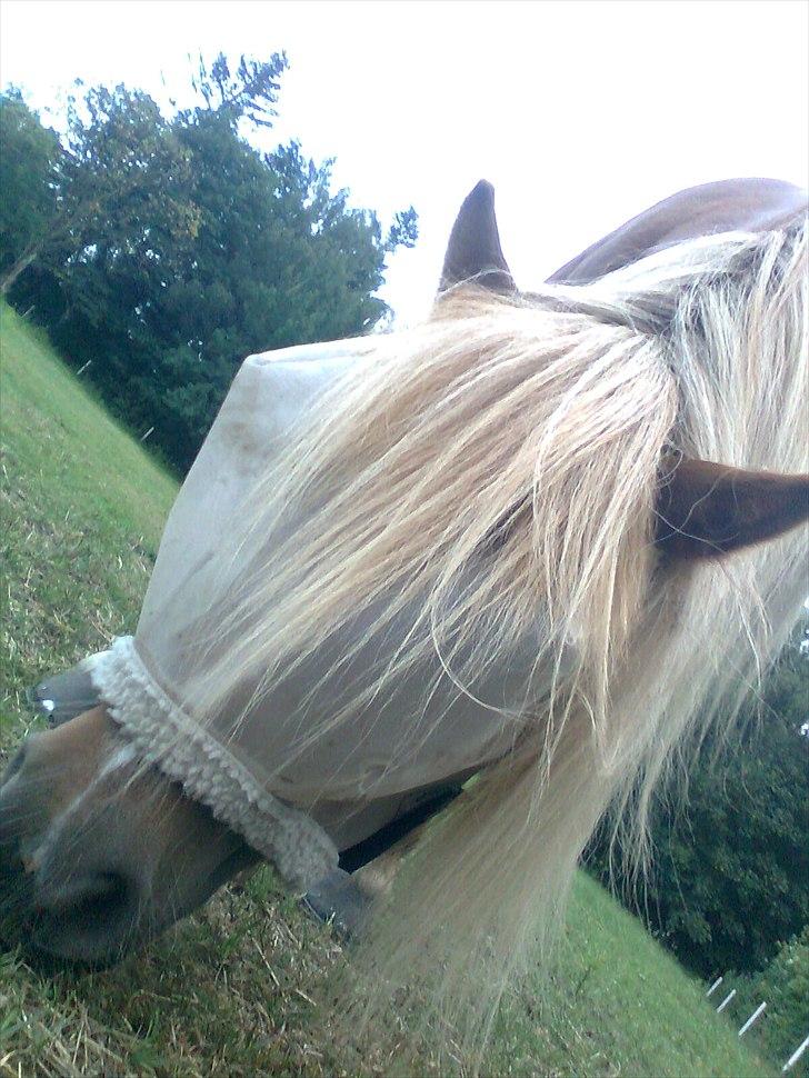 Shetlænder Turner<3skattepiie! - *Min dejlige og smukke ponzi, med hendes fluemaske. Hun var slemt angrebet den sommer..(Foto: Mutter) billede 13