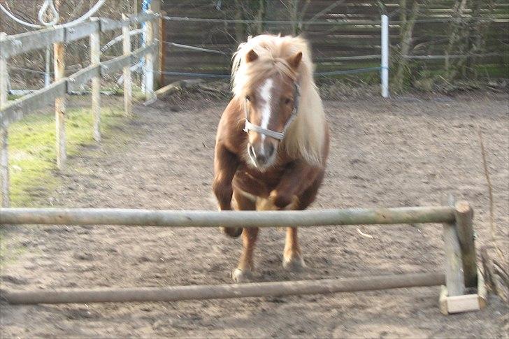 Shetlænder Turner<3skattepiie! - *Min springer ponze:D<3 Hun er dygtig.(Foto: Anne M, bedste hesteveninde) billede 14