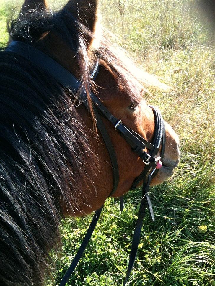 Anden særlig race Misse *PART* billede 6