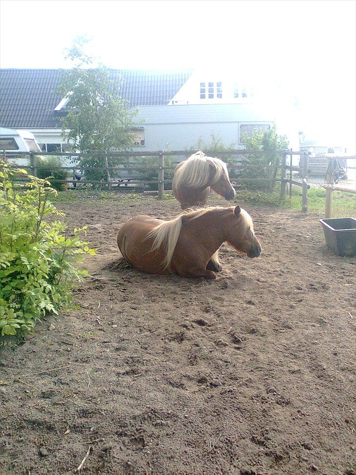 Shetlænder Turner<3skattepiie! - *Min pony der ligger og sover i det varme sand..(Foto: Mig) billede 15