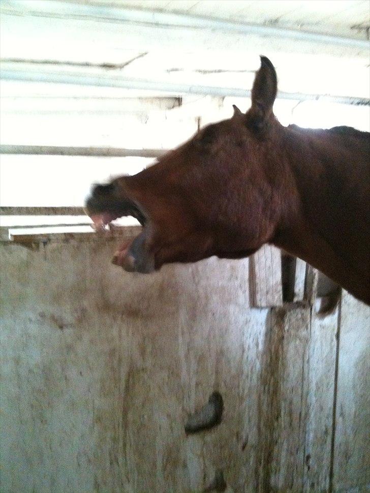 Anden særlig race Misse *PART* billede 7