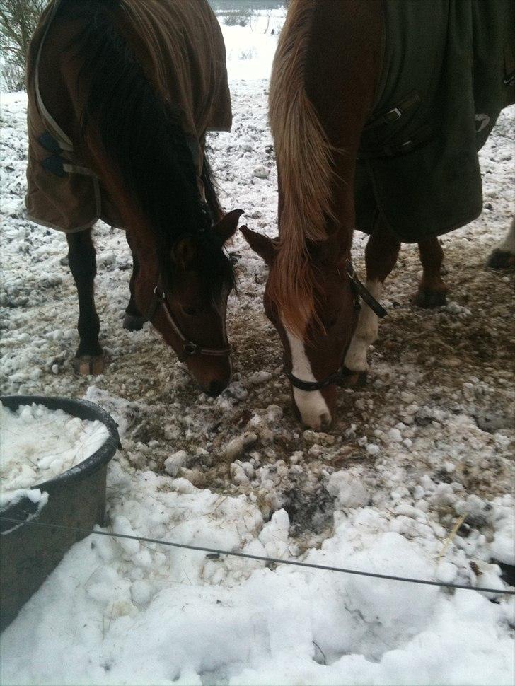 Anden særlig race Misse *PART* billede 8