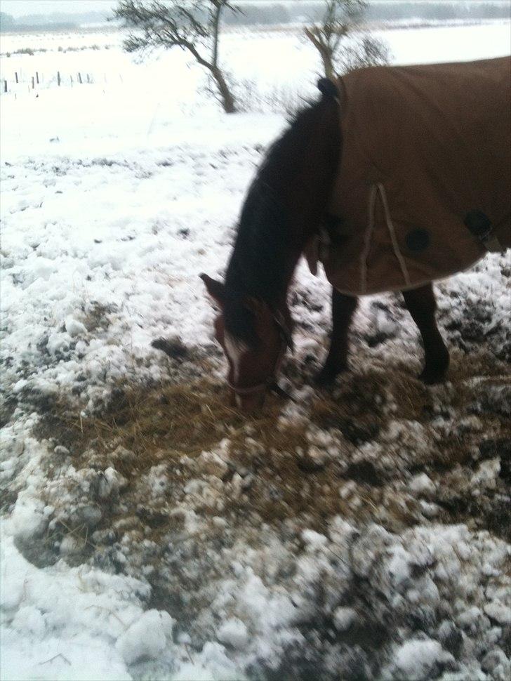 Anden særlig race Misse *PART* billede 9