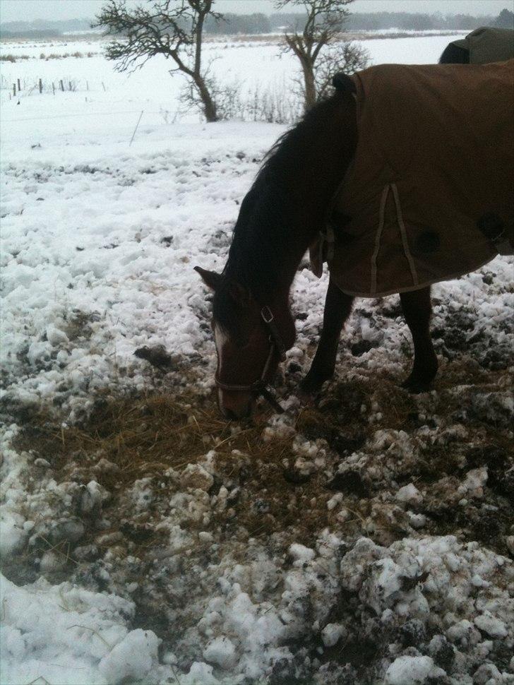 Anden særlig race Misse *PART* billede 10