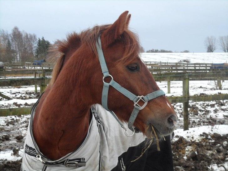 New Forest Beethoven billede 9