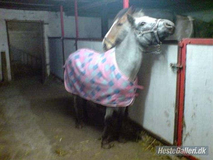 Knabstrupper Candy<3 Aka. Pony! tidl. hest - Candy<3 billede 9