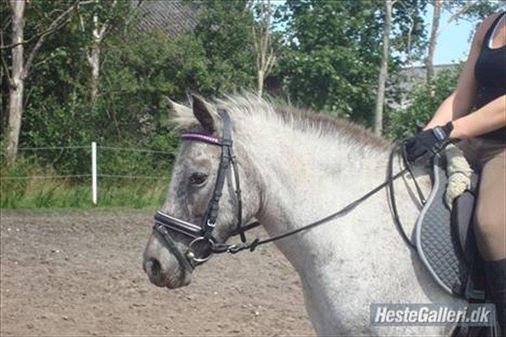 Knabstrupper Candy<3 Aka. Pony! tidl. hest - Min Søster Ditte der rider hende<3 billede 2