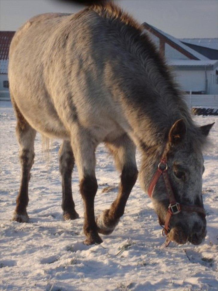 Knabstrupper Candy<3 Aka. Pony! tidl. hest - Candy, med vinterpels i snen:D<3 billede 4