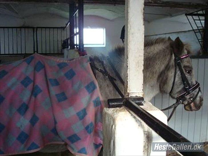 Knabstrupper Candy<3 Aka. Pony! tidl. hest - Candy på staldgangen der venter på at skulle ud at ride<3 billede 5