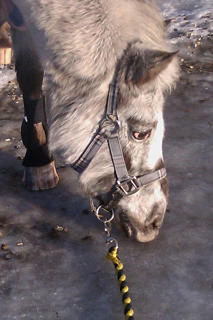 Knabstrupper Candy<3 Aka. Pony! tidl. hest - ´Candy, der snuser til isen. <3 billede 7