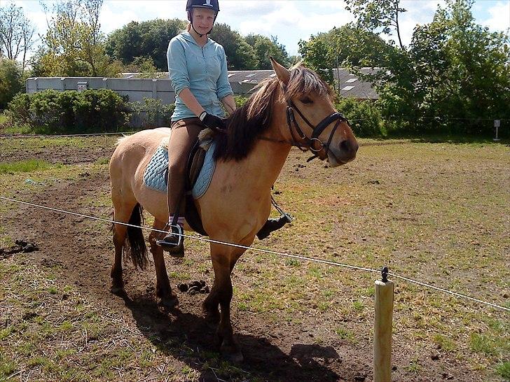 Anden særlig race Dixie (rider) - parade :) billede 2