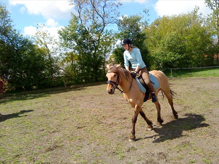 Anden særlig race Dixie (rider) - Trav<3 billede 3