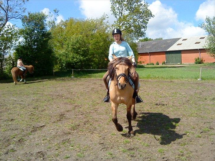 Anden særlig race Dixie (rider) - dix <´33 billede 4