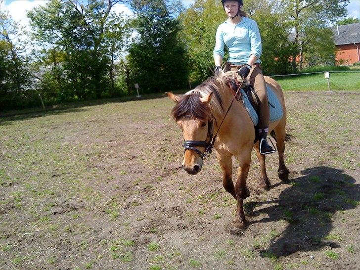 Anden særlig race Dixie (rider) - skridt på smukke dixie <´3 billede 5